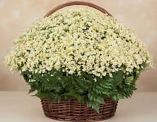 Цветочная композиция из Ромашки в корзине #REPLACE_PRED# Ащерино