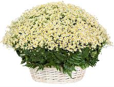 Цветочная композиция из Ромашки в корзине #REPLACE_PRED# Ащерино